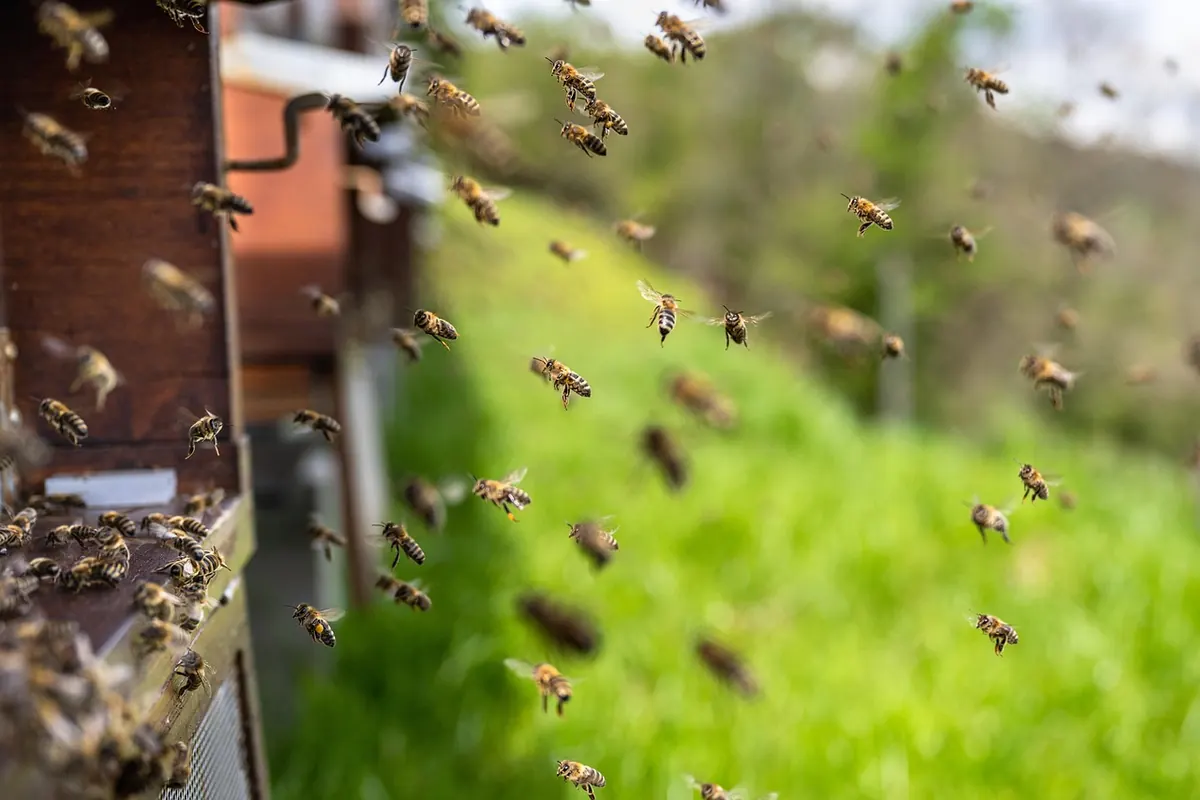 Bee Care