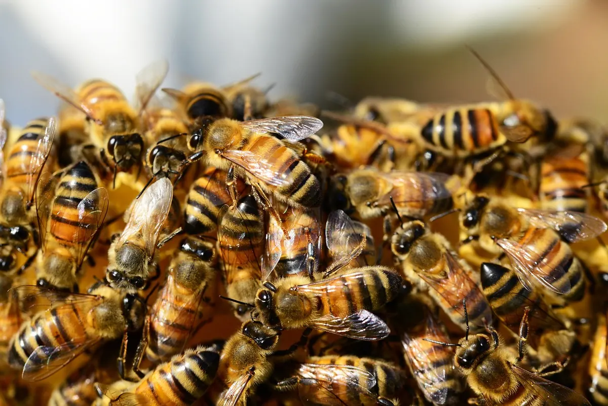 A Month-by-Month Beekeeping Calendar for the UK