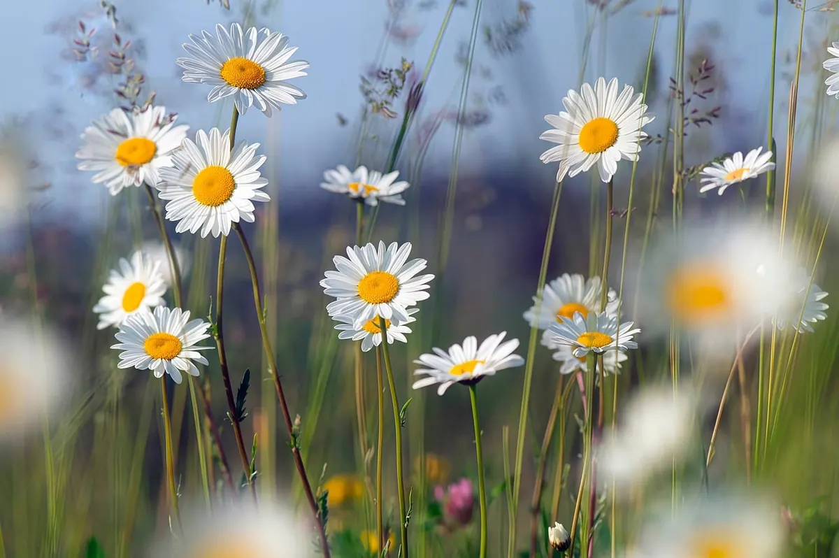 Best Wildflowers to Sow for Bees in a Small UK Garden