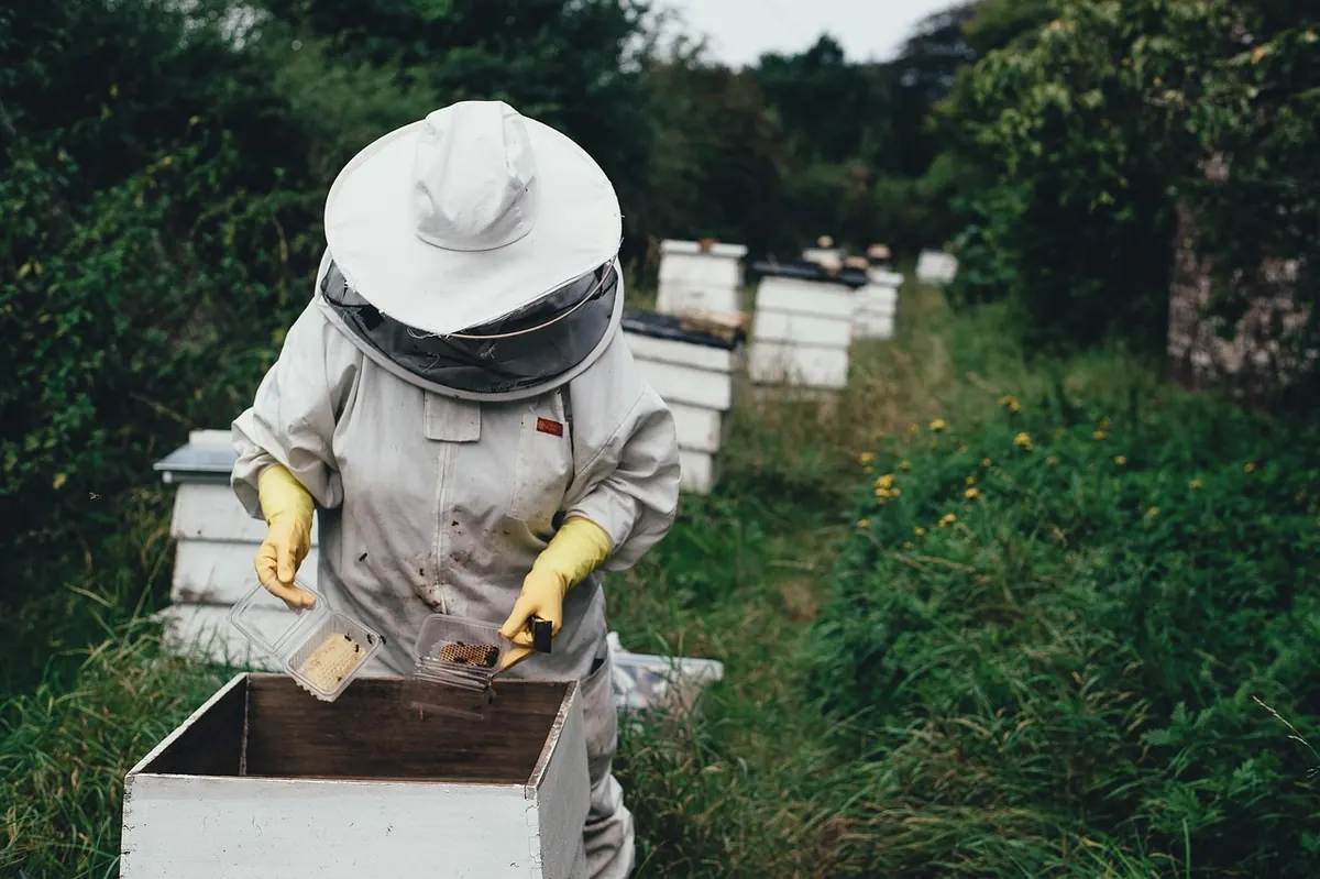 How to Set Up Your First Beehive in a British Garden