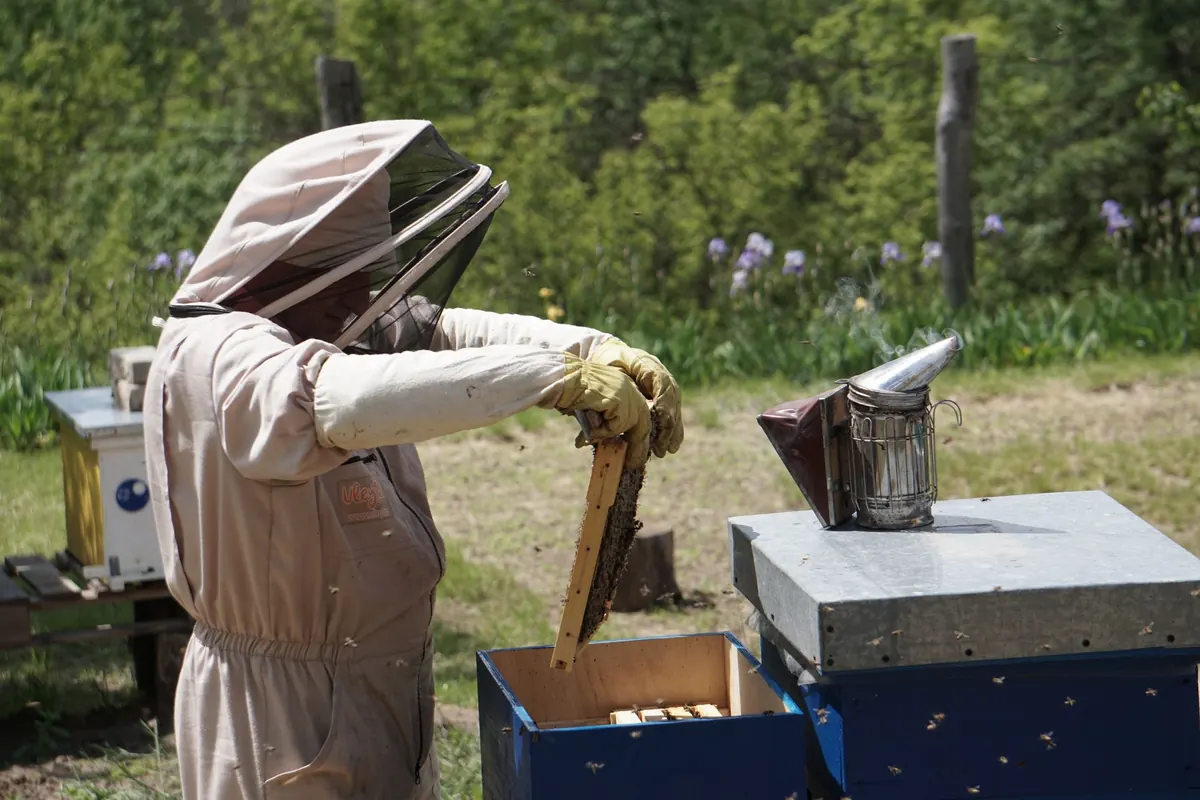 National vs Langstroth Hives: Which Suits UK Beekeepers?