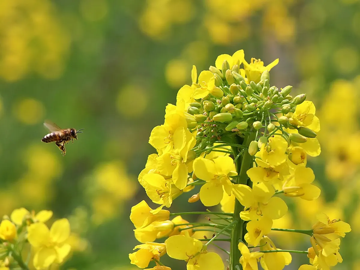 What the Bee Decline Means for British Farming and Food